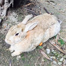 保存食？人参をお腹に敷いて隠しているウサギが可愛い！！