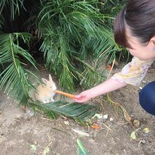 赤ちゃんウサギもいました。