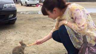 赤ちゃんウサギ、子ウサギもたくさんいます！