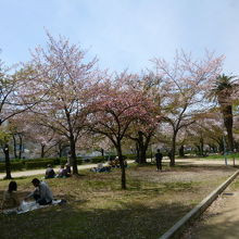 公園内は葉桜が綺麗でした