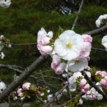 桜が綺麗でした