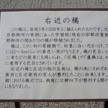 右近の橘　説明