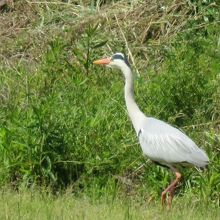 アオサギが近くを飛んでいた。立派だ。