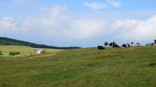 諏訪湖を一望できる高原