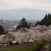 色々な桜が、一度に見られる珍しい公園