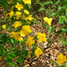 乾御門近くの山吹