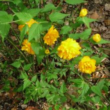 乾御門近くの山吹