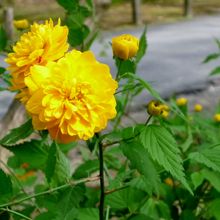 乾御門近くの山吹