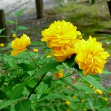 乾御門近くの山吹