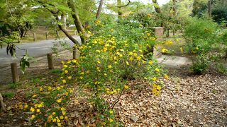 京都御苑の児童遊園や枝垂桜の近衛邸跡に近い門