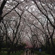 桜満開！