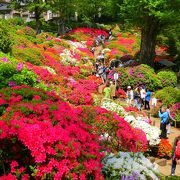 根津神社境内に咲くつつじ