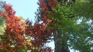 高台寺 （コウダイジ）