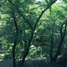 裏は明治神宮と代々木公園