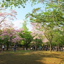 公園内の花やアスレチック