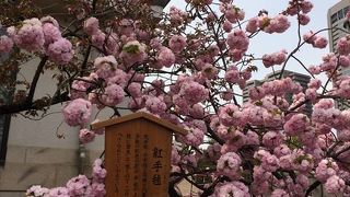 おすすめの桜は、この八重桜の紅手毬ですね、本当に、手毬の様になっていて、一見の価値が有ります。