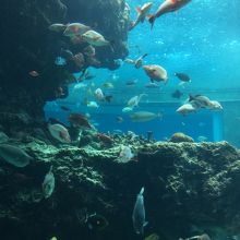 大きな水槽の中で気持ちよさそう〜〜