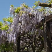 三永水源地のふじ棚も見頃です