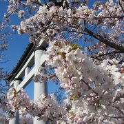 境内の桜、梅がきれい