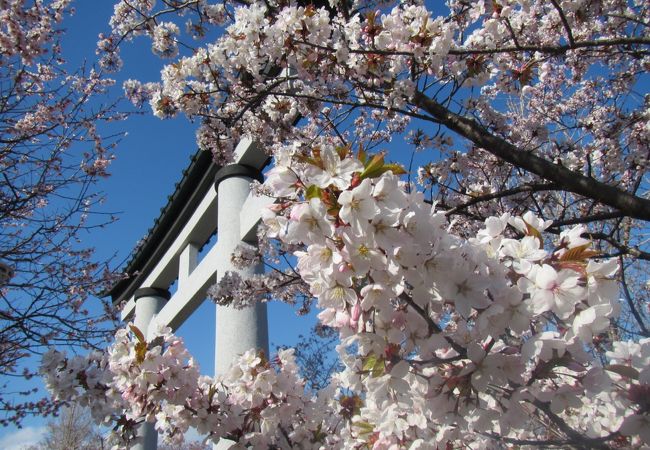 境内の桜、梅がきれい