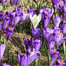 紫の中に白がときどきまざっている。