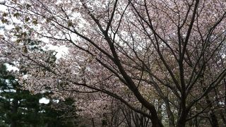 春には桜