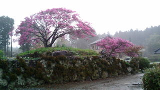 富士山とミツバツツジの共演。