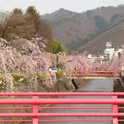 倉津川の枝垂桜が、きれいです。見頃は４月後半。