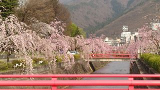 倉津川の枝垂桜が、きれいです。見頃は４月後半。