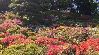 【六義園】岩崎家はやはりすごいですね＾＾つつじ祭、素敵でした