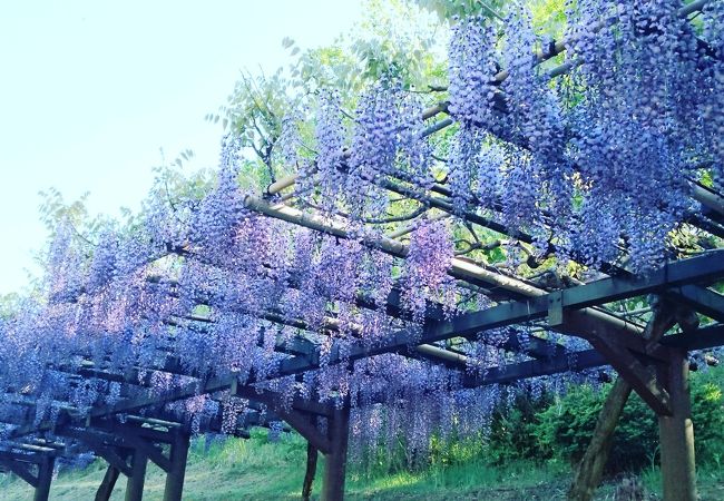 藤の花を見ながらお散歩