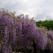 全国各地の藤が見られます