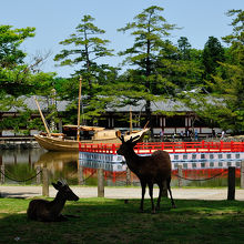東大寺前の鏡池　写真の鹿は置き物ではありません。