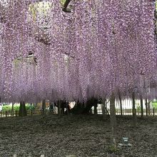 天然記念物にしてされている大藤の花