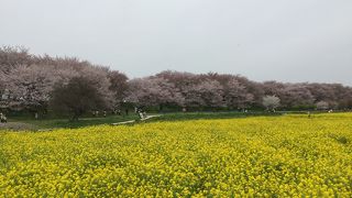 桜並木と菜の花の絨毯