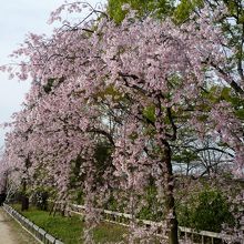 半木の道は枝垂れ桜が美しい