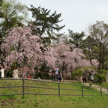 半木の道の下は鴨川公園の遊歩道になっている