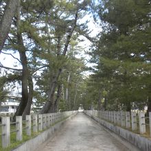 法隆寺iセンターから南大門へと続く松並木の参道