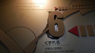 空洞化して新たに再生するマリモ