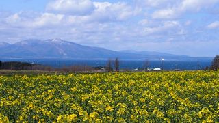 菜の花がきれいでした