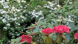 シャクナゲが綺麗でした