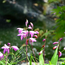 境内の花「紫蘭」