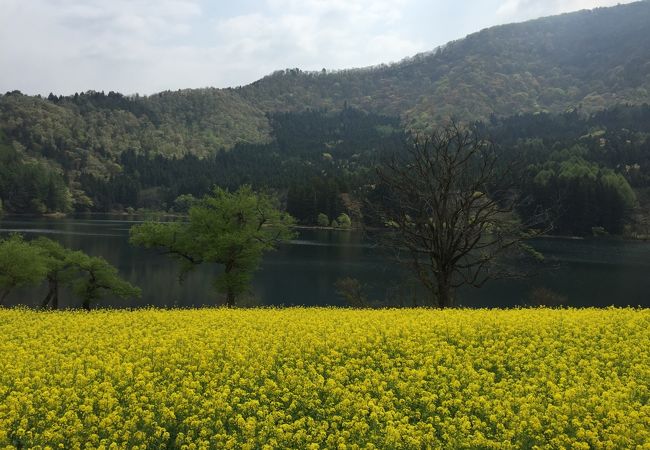 GWには菜の花が咲く、美しい湖