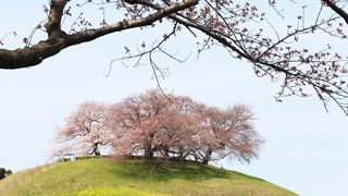 桜の時期は最高