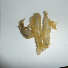 サービスのまかない（鮎の天麩羅）半分は食べてしまった後撮影