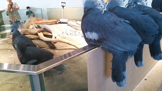 近くに生き物を感じる