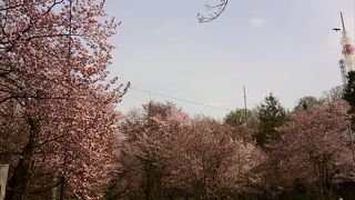 満開の桜