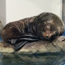 動物との距離が近い