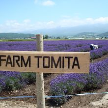 ラベンダー畑が広がります