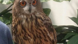 鳥好きにはたまらない